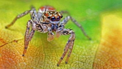 Informații interesante despre păianjeni