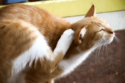 Cum să curețe urechile unei pisici, regulile și recomandările experților, video