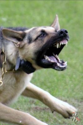 Cum să antrenezi un câine astfel încât să nu devină agresiv