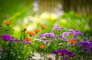 Ce flori pentru a planta în cimitir pentru a înflori toată vara, fără a udare?