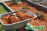 Cum să utilizați compost, la stânga după cultivarea de ciuperci info țese grădină grădină