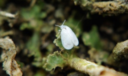 Hogyan lehet megszabadulni a whiteflies