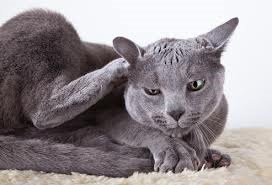Cum de a trata bolile de piele la o pisică, articole despre pisici