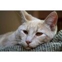 Cum de a trata bolile de piele la o pisică, articole despre pisici