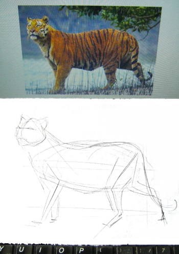 Cum de a desena un tigru într-un creion pas cu pas