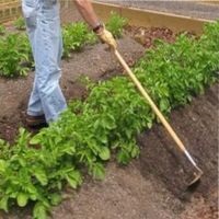 Cum de a vâna cartofi, în grădină și în grădină