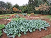 Cum de a îmbunătăți solul din grădină