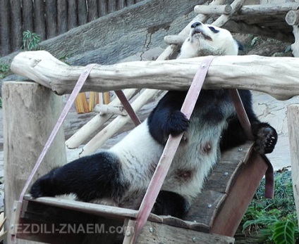 Cum panda face bani pe bambus în grădina zoologică chiang mai - 2017 de recenzii și forumuri - a condus-știu!