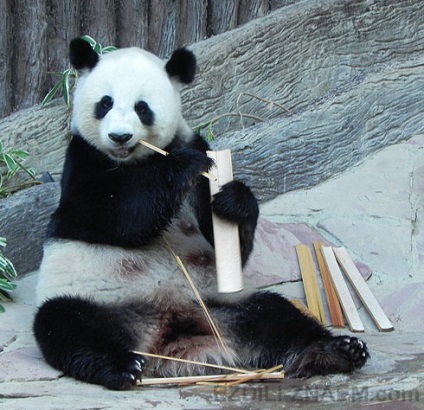Cum panda face bani pe bambus în grădina zoologică chiang mai - 2017 de recenzii și forumuri - drove-know!