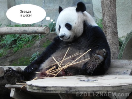 Cum panda face bani pe bambus în grădina zoologică chiang mai - 2017 de recenzii și forumuri - a condus-știu!