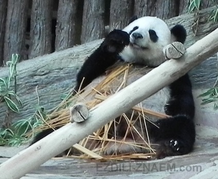 Cum panda face bani pe bambus în grădina zoologică chiang mai - 2017 de recenzii și forumuri - drove-know!