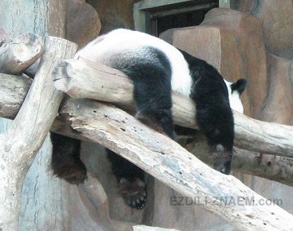 Cum panda face bani pe bambus în grădina zoologică chiang mai - 2017 de recenzii și forumuri - drove-know!