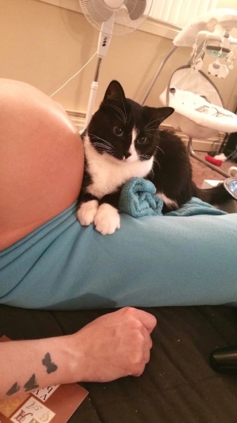 Hogyan viselkedett macska, ha úrnője volt terhes