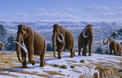 Cum de a prinde un mamut, sport & amp; dom