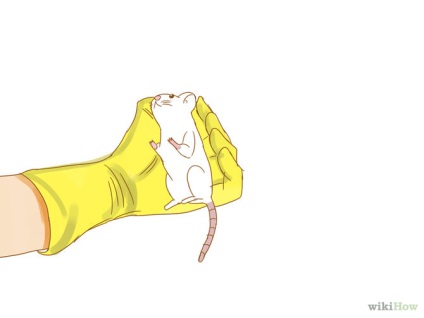 Hogyan lehet elkapni az egeret, és vigyázni rá