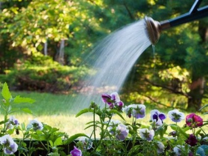 Cum de apă de grădină - plante