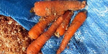 Cum de a stoca în mod corespunzător morcovi toate metodele de stocare - consultanță țară
