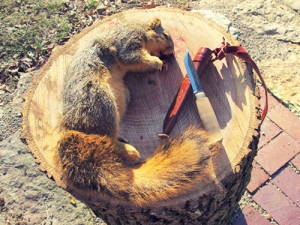 Cum să taie o veveriță - un curs de supraviețuire