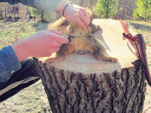 Cum să taie o veveriță - un curs de supraviețuire