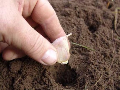 Cum să plantezi usturoiul corect