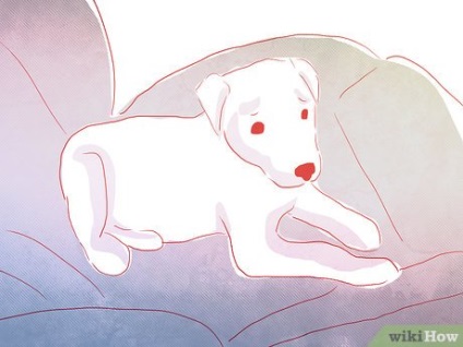 Cum să faci față fricii de vehicule din câinele tău