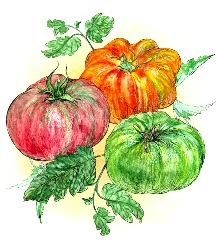 Cum de a rădăcina un vultur vitreg al roșiilor sau reproducerea vegetativă a tomatei, a tomatei