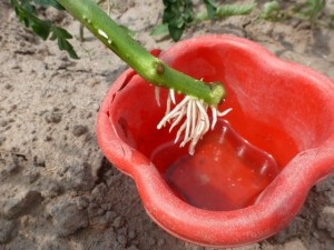 Cum de a rădăcina un vultur vitreg al roșiilor sau reproducerea vegetativă a tomatei, a tomatei