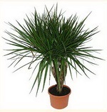 Cum să aibă grijă de aspagarus, dracaena, agățat zebrinoy, Kalanchoe, saxifrage crosetate,