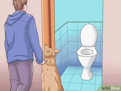 Cum să ai grijă de câinele tău