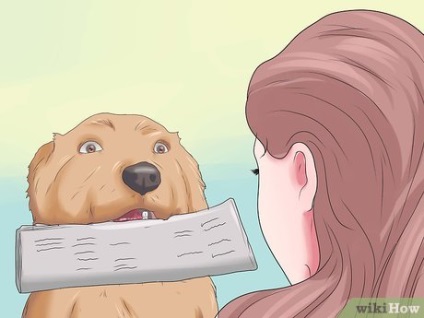 Cum să ai grijă de câinele tău