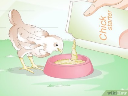 Hogyan törődik csirke