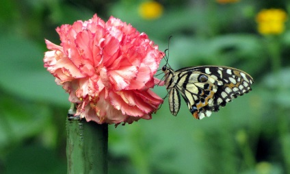 Cum să-ți exprimi sentimentele în limba florilor