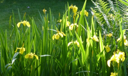 Cum să-ți exprimi sentimentele în limba florilor