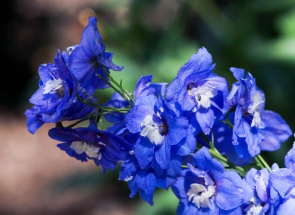 Cum să-ți exprimi sentimentele în limba florilor