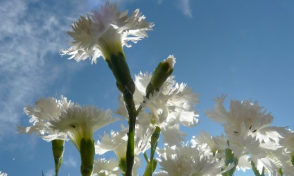 Cum să-ți exprimi sentimentele în limba florilor