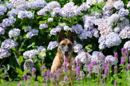 Cum să-ți exprimi sentimentele în limba florilor