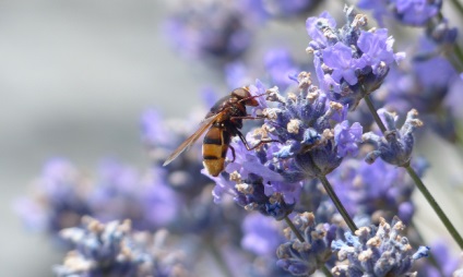 Cum să-ți exprimi sentimentele în limba florilor