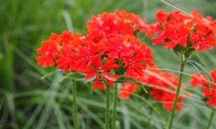 Cum să-ți exprimi sentimentele în limba florilor