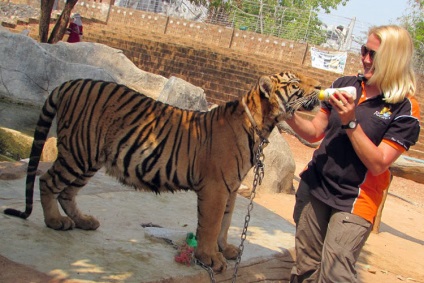 Cum am lucrat ca voluntar într-o mănăstire de tigru din Thailanda