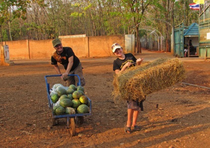 Cum am lucrat ca voluntar într-o mănăstire de tigru din Thailanda