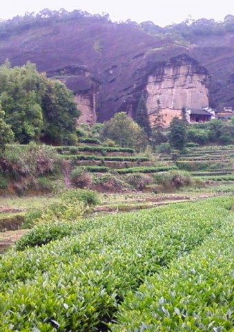 Cum se prepară da hong pao