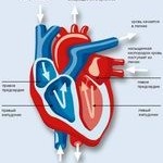 Cardiologie, carte de referință medicală