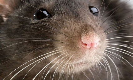 Ce vis despre un șobolan, visul visului de a visa într-un vis