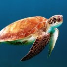 Ceea ce face o țestoasă moartă înota