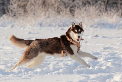 Ce vis de câine Husky, o carte de vis