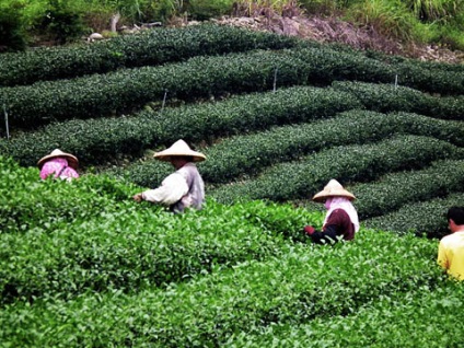 Clasificarea Oolong-urilor din China