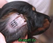 Câini de marcă, câini de marcă, fotografii, unde există branding, branding, vârsta de branding