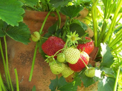 Strawberry Garland Descriere varietate, cultivare, îngrijire