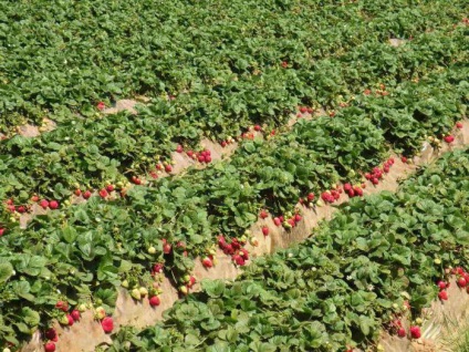Strawberry Garland Descriere varietate, cultivare, îngrijire