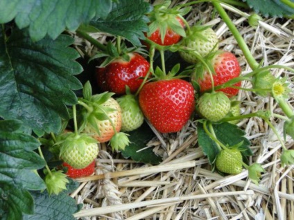 Strawberry Garland Descriere varietate, cultivare, îngrijire